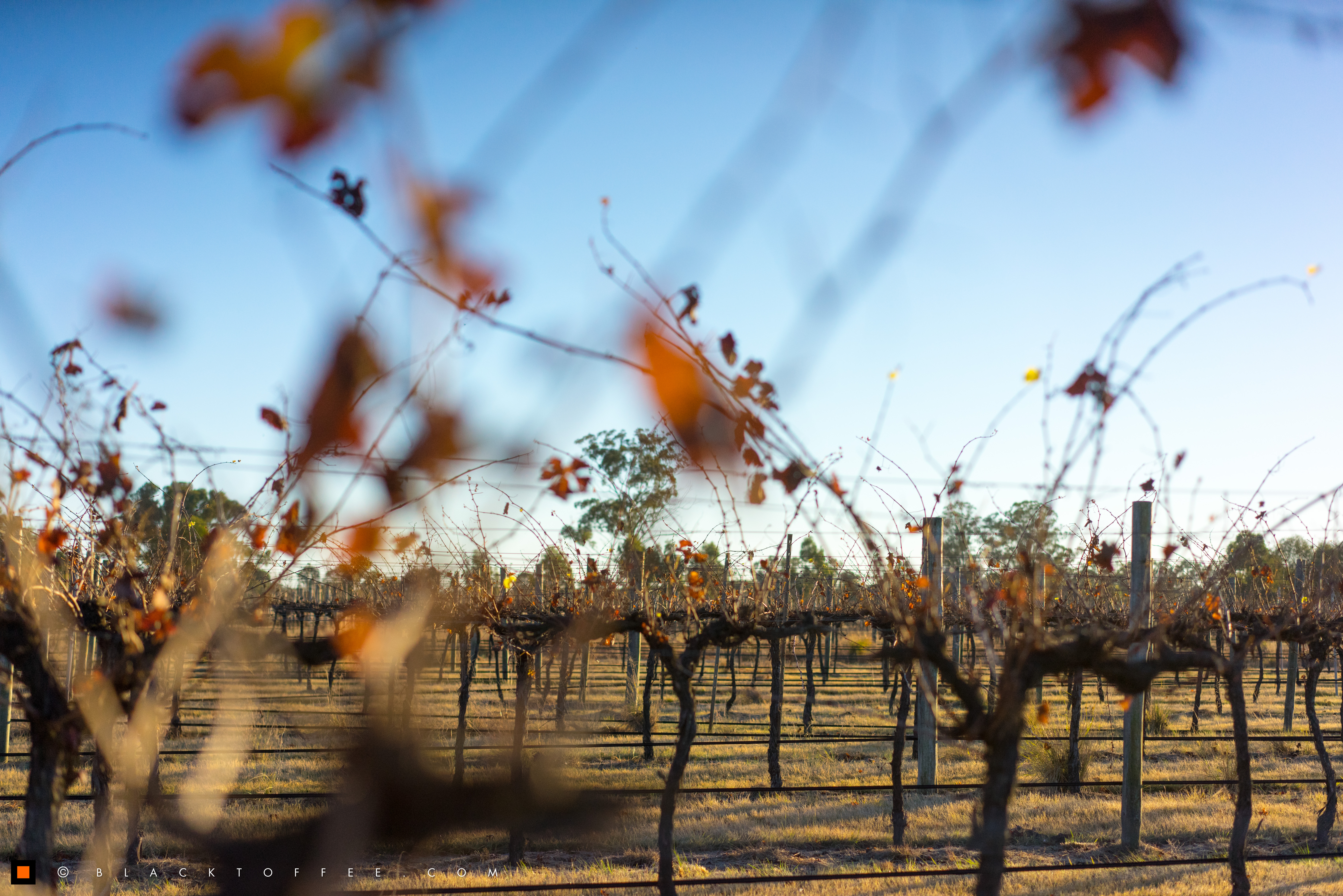 Kingsley Grove vineyards at fall season